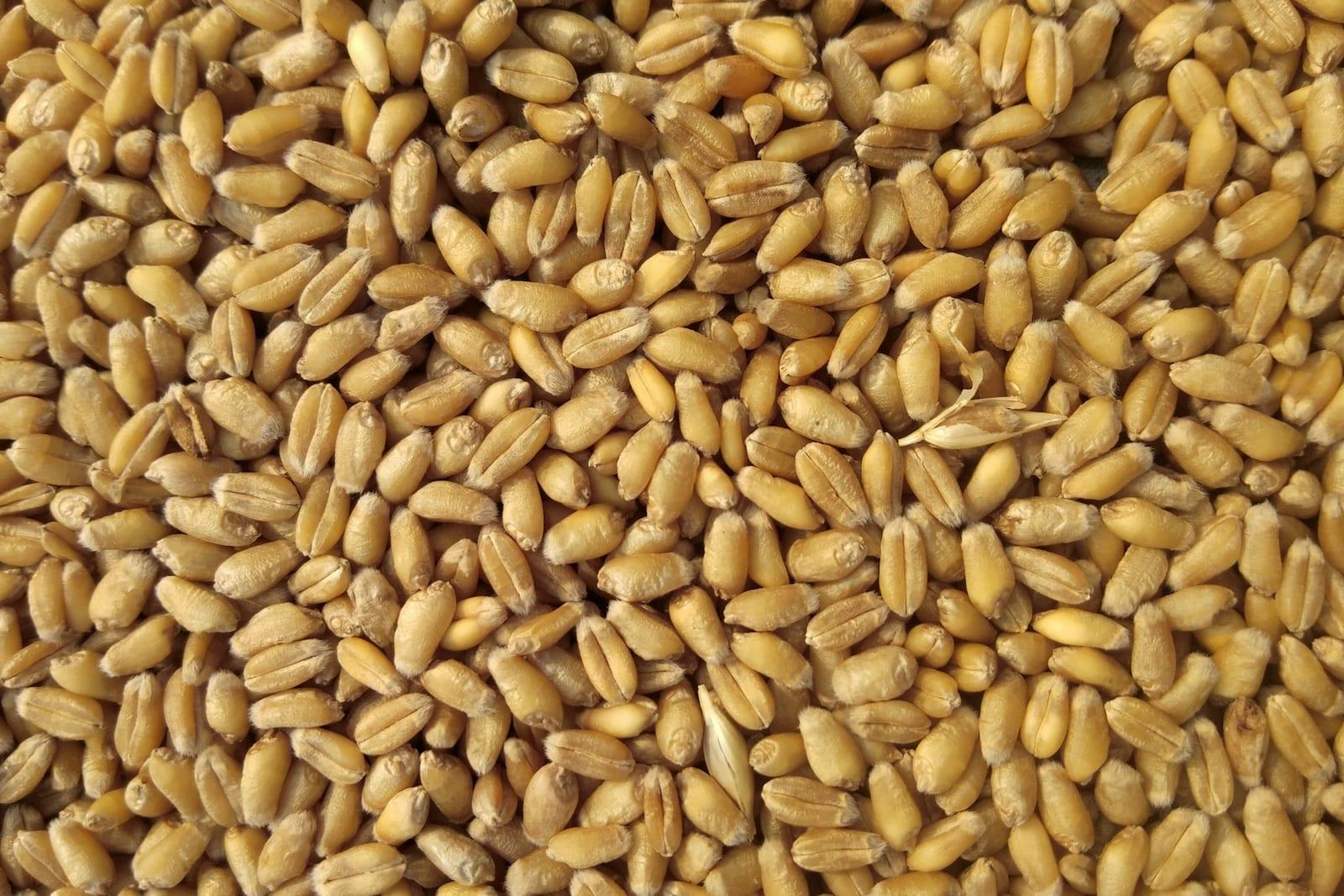 Como funciona a carta de crédito no agro?
