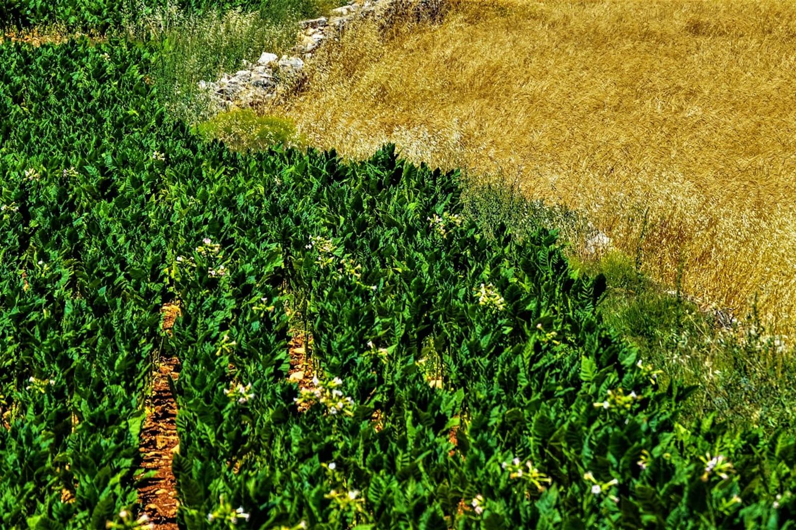 Vantagens do consórcio rural